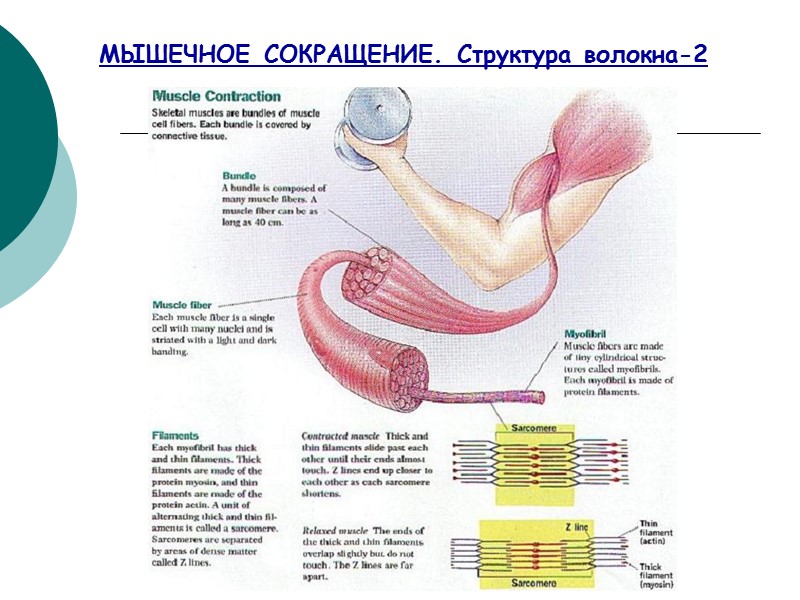 МЫШЕЧНОЕ СОКРАЩЕНИЕ. Структура волокна-2